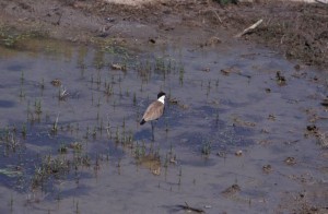 greece-evros-spurwingedplover