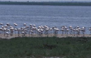 greece-flamingoes greece-flamingoes