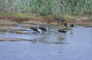 greece-glossy-ibises