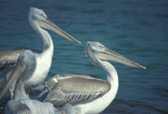 greece-kerkini-pelicans greece-kerkini-pelicans