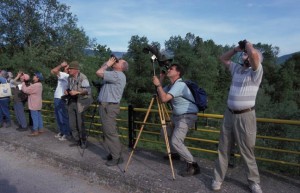 greece-nestos-birdwatchers