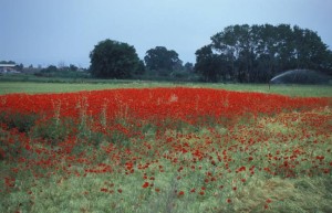 greece-poppy-fields greece-poppy-fields