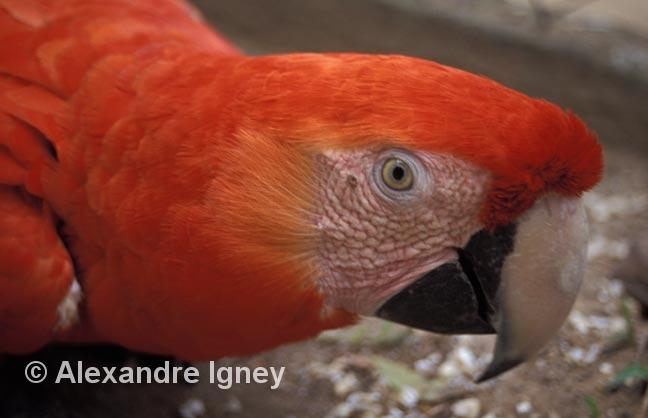 honduras-parrot honduras-parrot