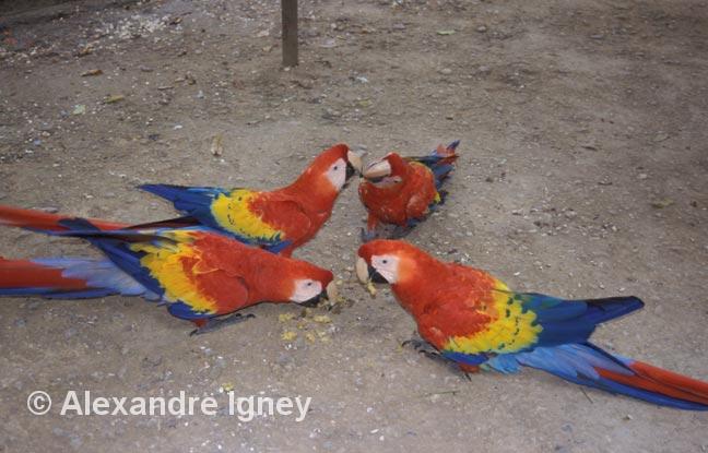 honduras-parrots honduras-parrots