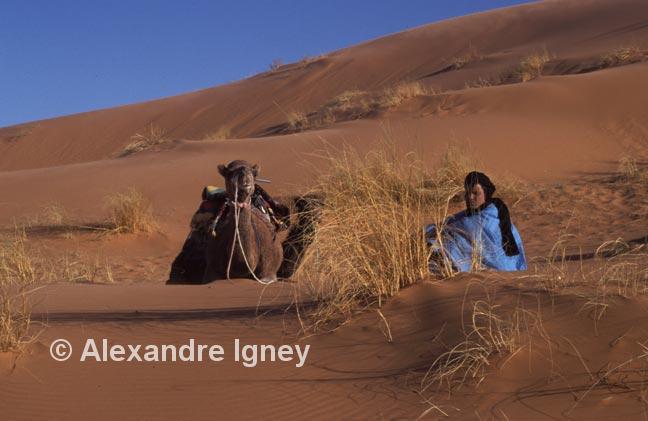 morocco-desert-camel morocco-desert-camel