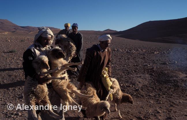 morocco-sheep-market morocco-sheep-market