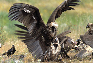 greece-vulture greece-vulture