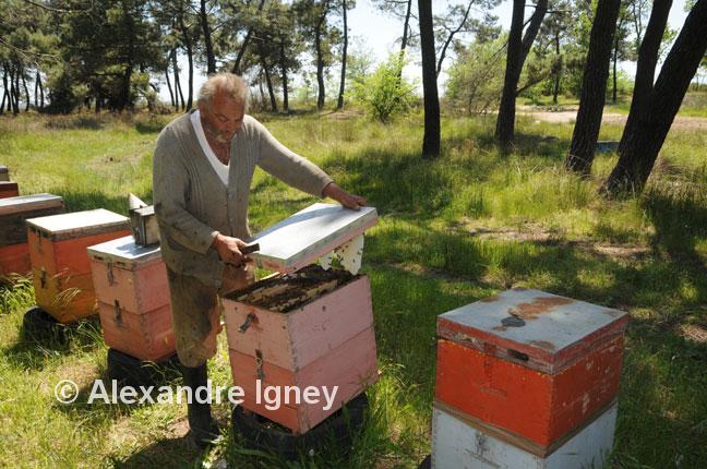 greece-bee-keeper greece-bee-keeper
