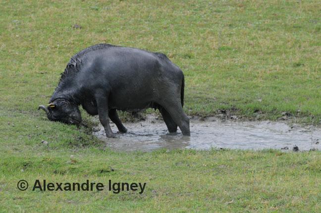 greece-water-buffalo greece-water-buffalo