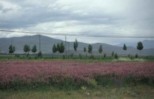 turkey-malazgirt-birding turkey-malazgirt-birding