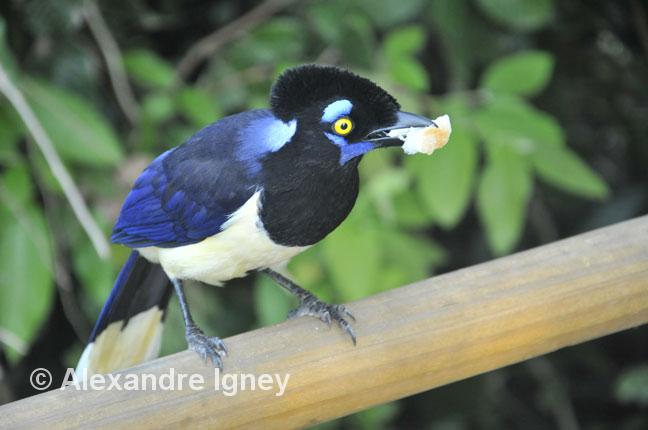argentina-iguazu-bird