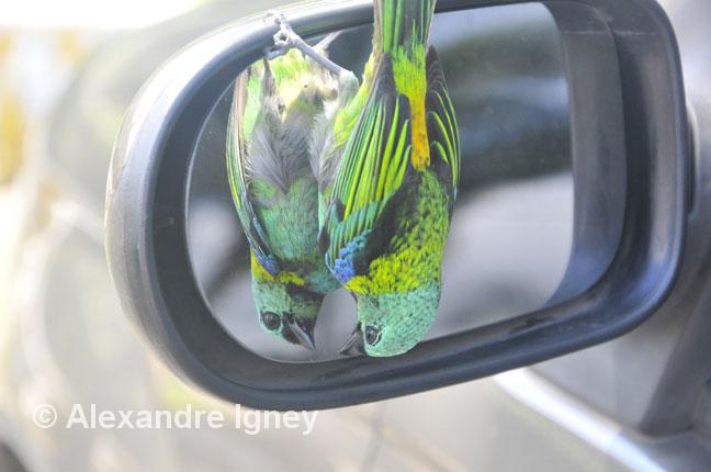 brazil-morretes-bird