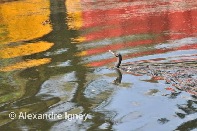 brazil-morretes-bird2
