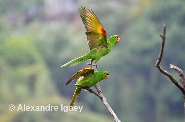 brazil-ouropreto-parrots