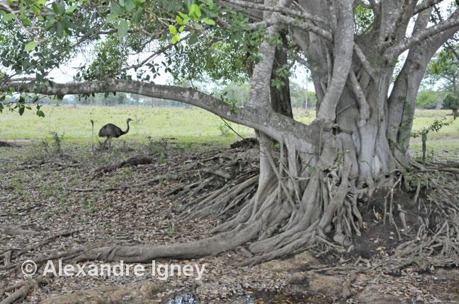 pantanal-birds-rhea